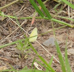 Eurema smilax