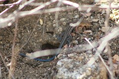 Aspidoscelis hyperythrus