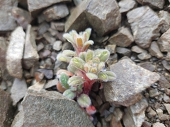 Myosotis traversii traversii