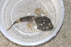 Artedius notospilotus