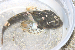 Artedius notospilotus