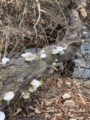 Trametes aesculi