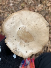 Infundibulicybe gibba