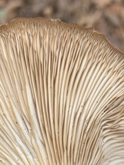 Infundibulicybe gibba