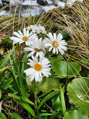 Dolichoglottis scorzoneroides