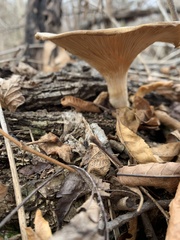 Infundibulicybe gibba