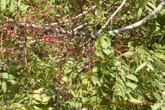 Pistacia terebinthus palaestina