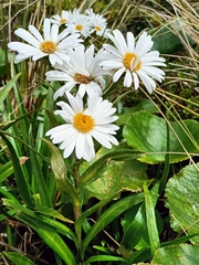 Dolichoglottis scorzoneroides