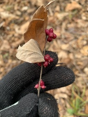 Symphoricarpos orbiculatus