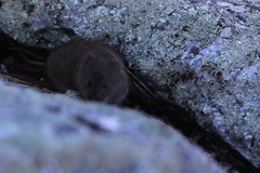 Clethrionomys gapperi