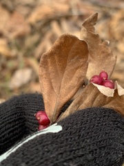 Symphoricarpos orbiculatus