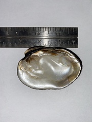 Ellipsaria lineolata