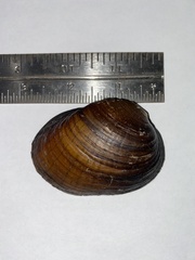 Ellipsaria lineolata