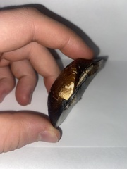 Ellipsaria lineolata