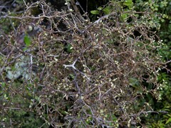 Elaeocarpus hookerianus