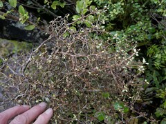 Elaeocarpus hookerianus