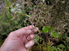 Elaeocarpus hookerianus