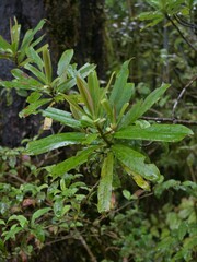 Myrsine salicina