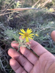 Heterotheca stenophylla