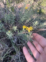 Heterotheca stenophylla