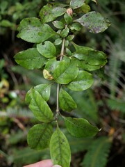 Coprosma tenuifolia