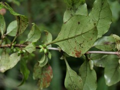 Coprosma tenuifolia