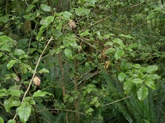 Coprosma tenuifolia