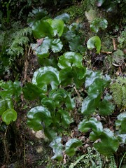 Hymenophyllum nephrophyllum