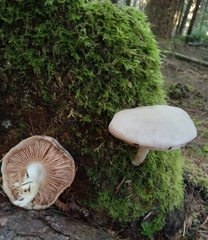 Pluteus leucoborealis