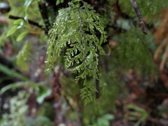 Hymenophyllum demissum