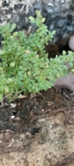 Pilea microphylla