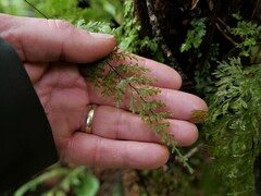 Hymenophyllum demissum
