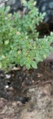 Pilea microphylla