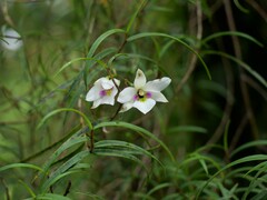 Dendrobium cunninghamii