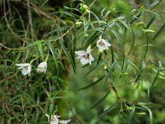 Dendrobium cunninghamii
