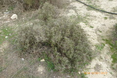 Sarcopoterium spinosum
