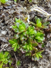 Celmisia bellidioides