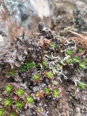 Celmisia bellidioides