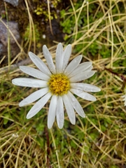 Celmisia bellidioides