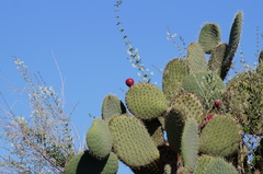 Opuntia durangensis