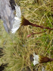 Celmisia bellidioides