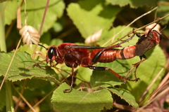 Sphex latreillei