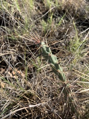 Cylindropuntia davisii