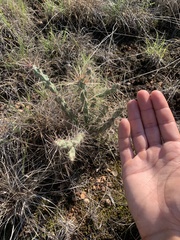 Cylindropuntia davisii