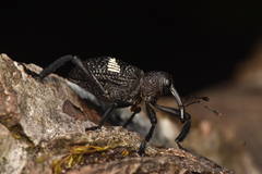 Tartarisus concinnus