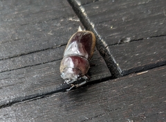 Prosopocoilus squamilateris