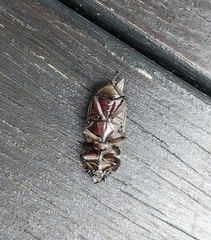 Prosopocoilus squamilateris