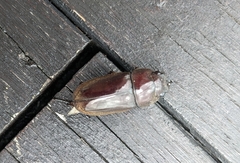 Prosopocoilus squamilateris