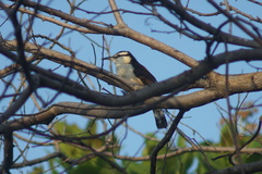 Campylorhynchus griseus