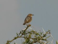 Cisticola
